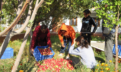 Eco-friendly Project Afforestation